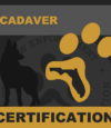 cadaver-cert.jpg